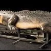 Distortions "Attack Alligator" Professional Halloween Animatronic