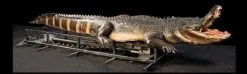 Distortions "Attack Alligator" Professional Halloween Animatronic