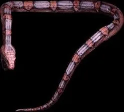 Distortions "Giant Snake" Professional Halloween Prop - 16'