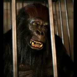 The Horror Dome "Gorilla In A Cage" Professional Halloween Animatronic 6 The Horror Dome "Gorilla In A Cage" Professional Halloween Animatronic -Halloween Horror Decorations Shop gorilla in a cage professional halloween animatronic 16861759105