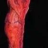 Morris "Peeled Flesh - Left Leg" Human Body Part Halloween Prop