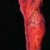 Morris "Peeled Flesh - Right Leg" Human Body Part Halloween Prop