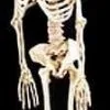 Morris "Rubber Skeleton" Hanging Halloween Prop - 5'